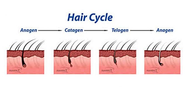 Hair is made up of a protein known as keratin. Individual hair strands grow from the follicle, or root, situated under the skin. Active cells inside the root divide and […]